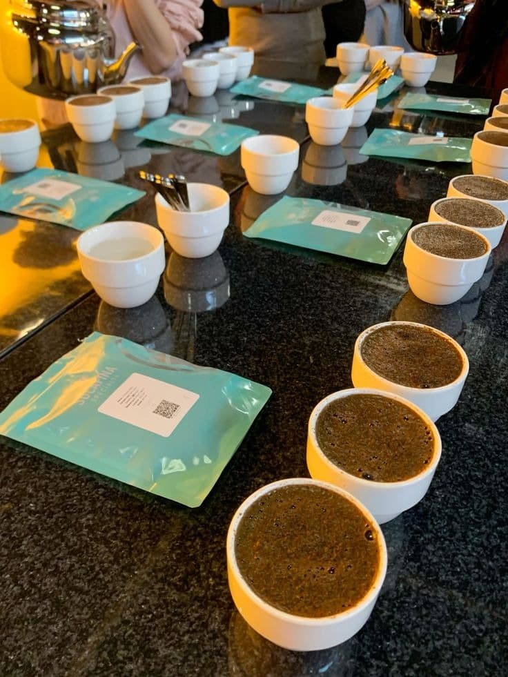 Rows of coffee cupping bowls at tasting event